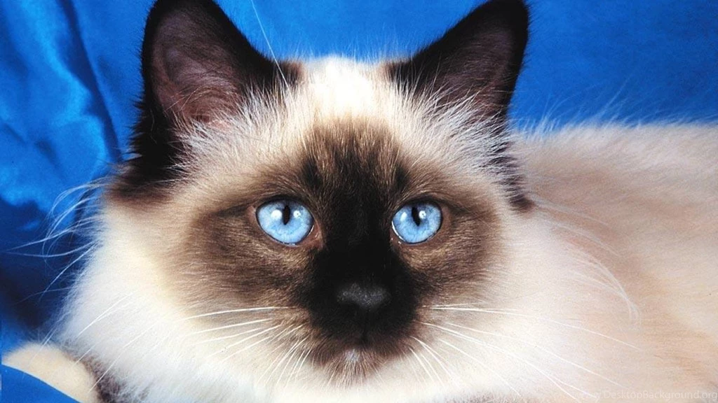 Kittens Desktop Wallpapers