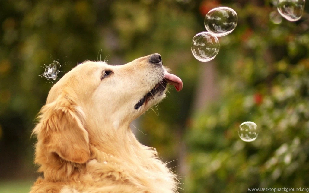 Dog Pictures Hd Wallpaper Backgrounds