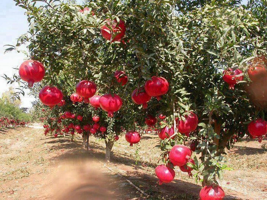 Pomegranate Trees (