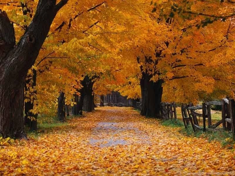 Wallpapers For Fall Widescreen HD Wallpapers