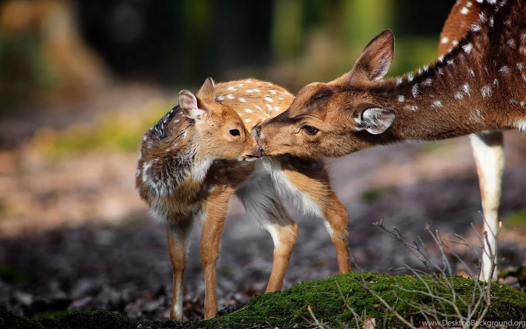 Deer HD Wallpaers