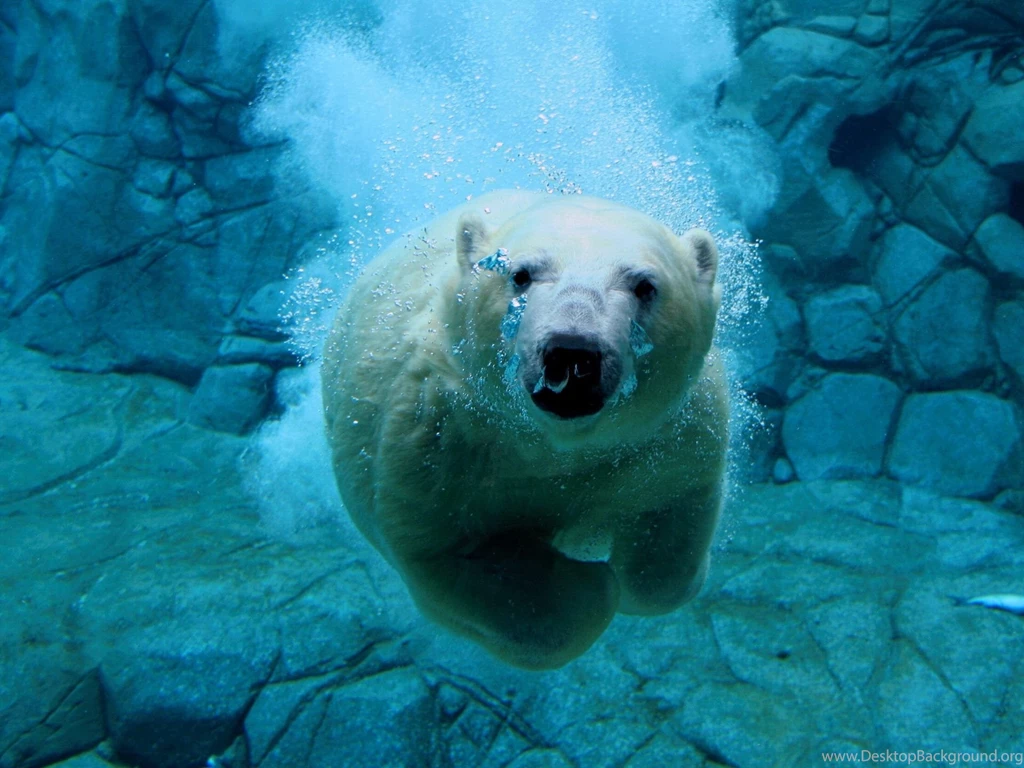 Gallery For Desktop Wallpapers Polar Bear