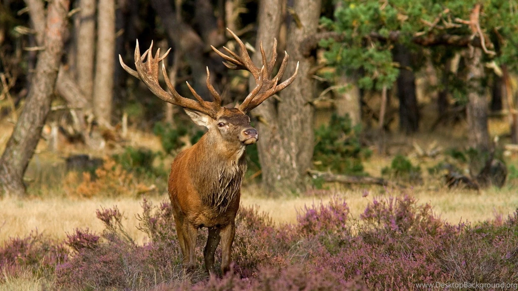 Download Wallpapers 3840x2160 Deer, Grass, Flowers, Forest, Walk 4K ...