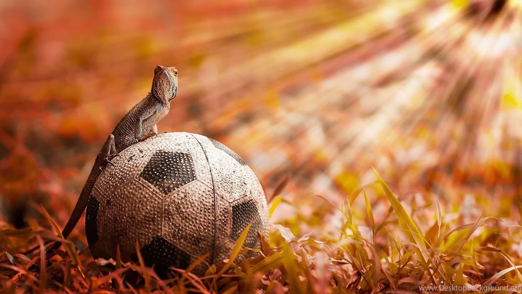 Animals Soccer Lizards Fussball Balls Football Futbol Futebol ...