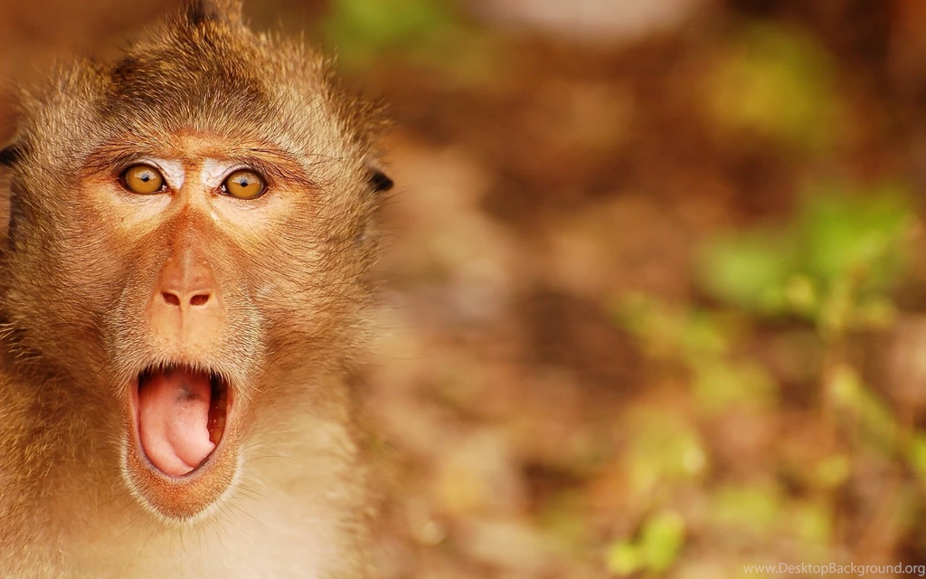 Most Famous HD Wallpapers Of Angry Monkey Animal