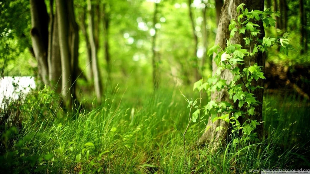 Summer HD Desktop Wallpapers : Widescreen : High Definition ...