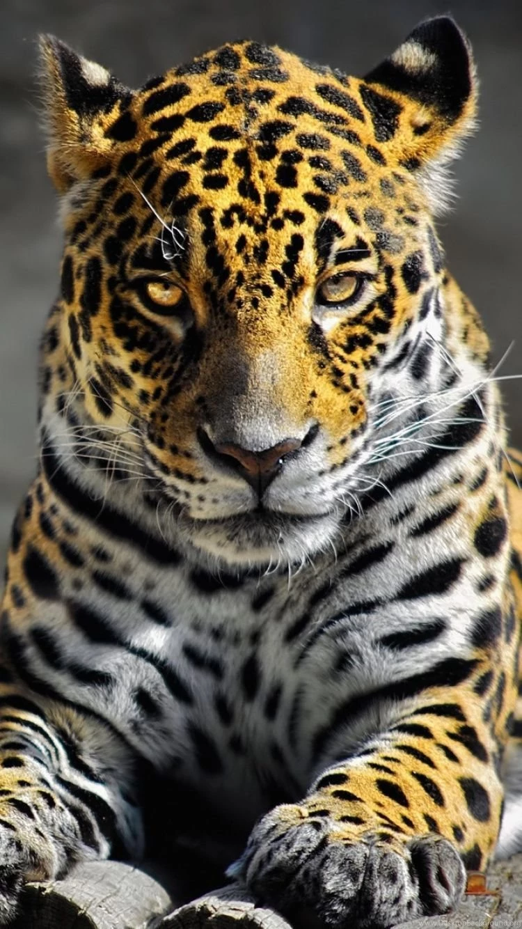 iPhone 6 Cheetah Wallpapers HD, Desktop Backgrounds 750x1334 ...
