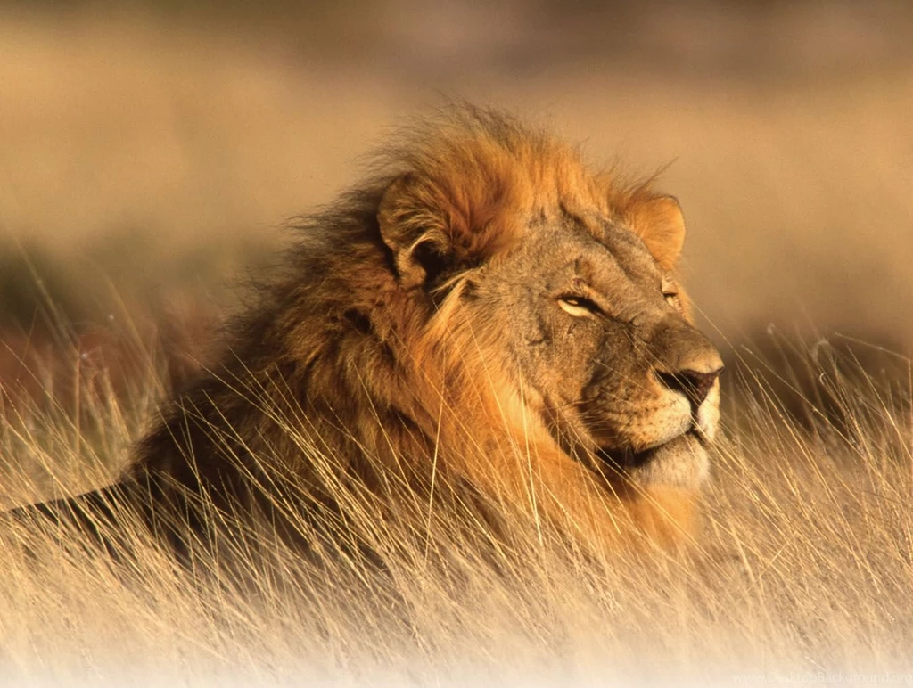 High Definition Lion Wallpapers For Free Download