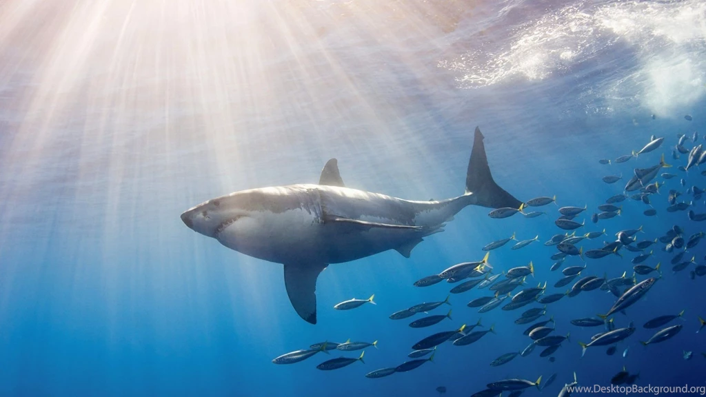 Great White Shark Hd Wallpapers High Quality Desktop Background