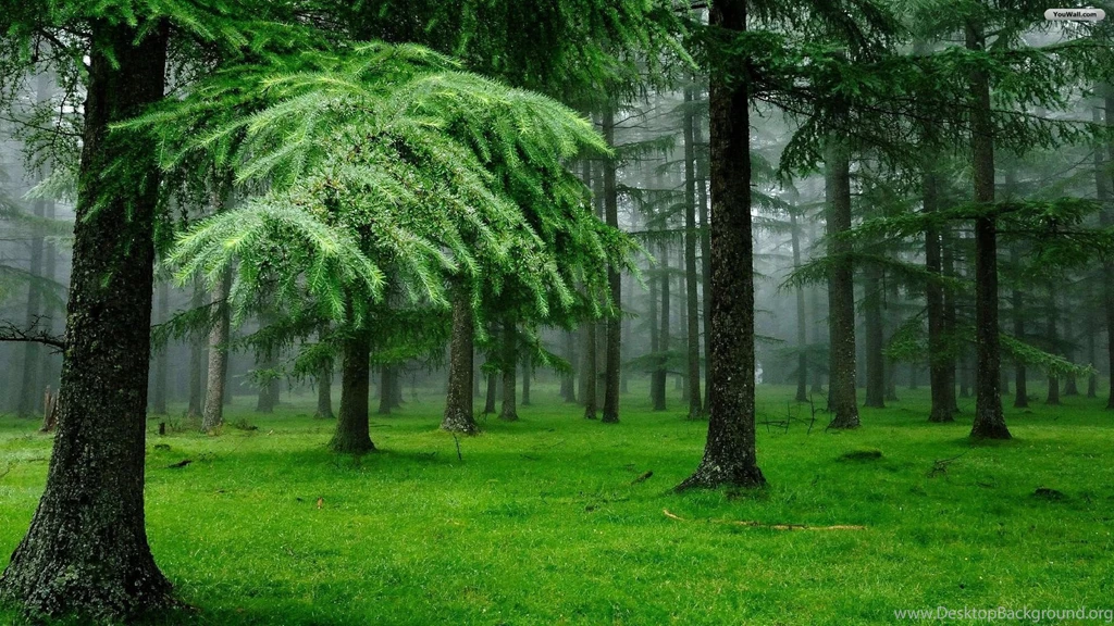 Night Forest Danger Scene Hd Desktop