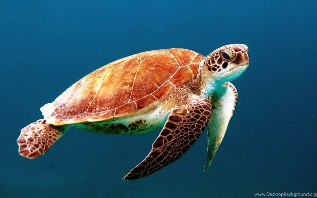 Sea Turtles Wallpapers