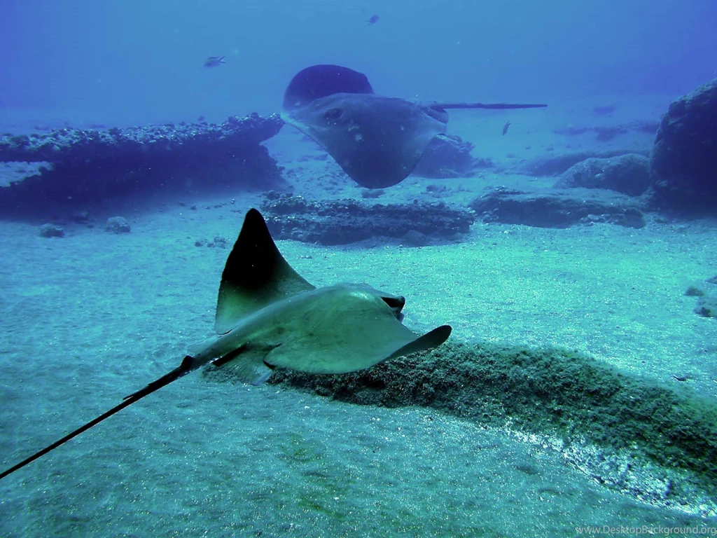Desktop Wallpapers · Gallery · Animals · Stingray, Africa
