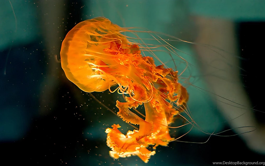 Jellyfish Wallpapers >> Backgrounds With Quality HD