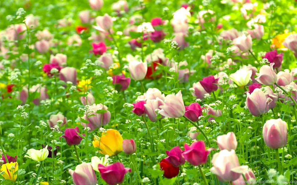 Summer Flowers HD Wallpapers Summer Flower Images, New Wallpapers