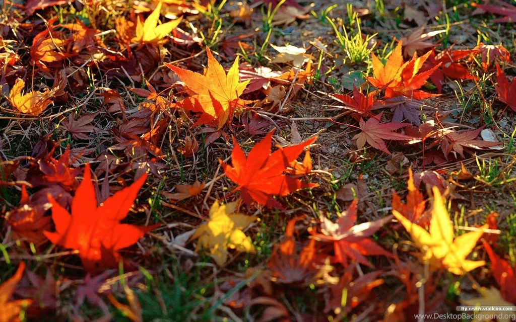 Autumn Tints Beautiful Fall Leaves Widescreen Wallpapers ...