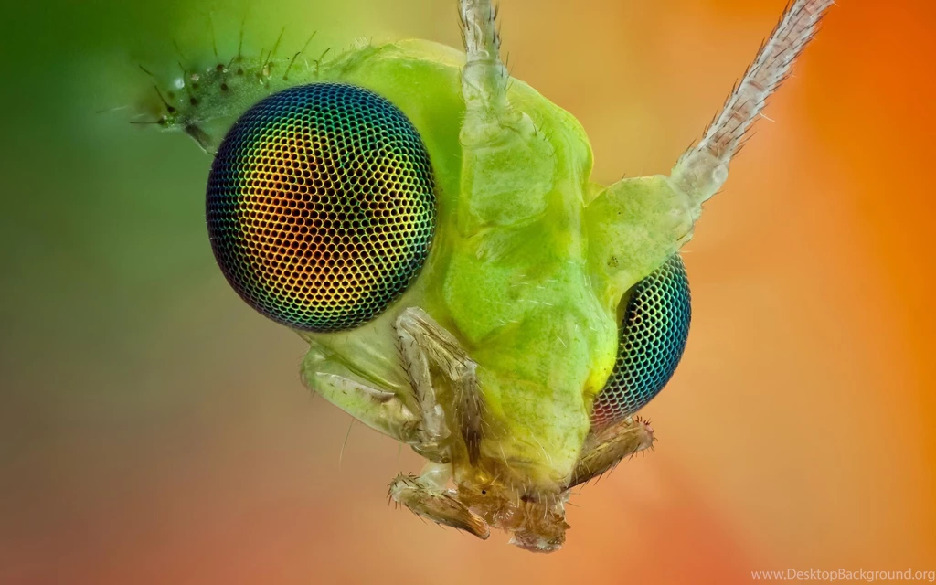 Animal Insect Macro Water Drop Waterdrop Grass Wallpapers ...