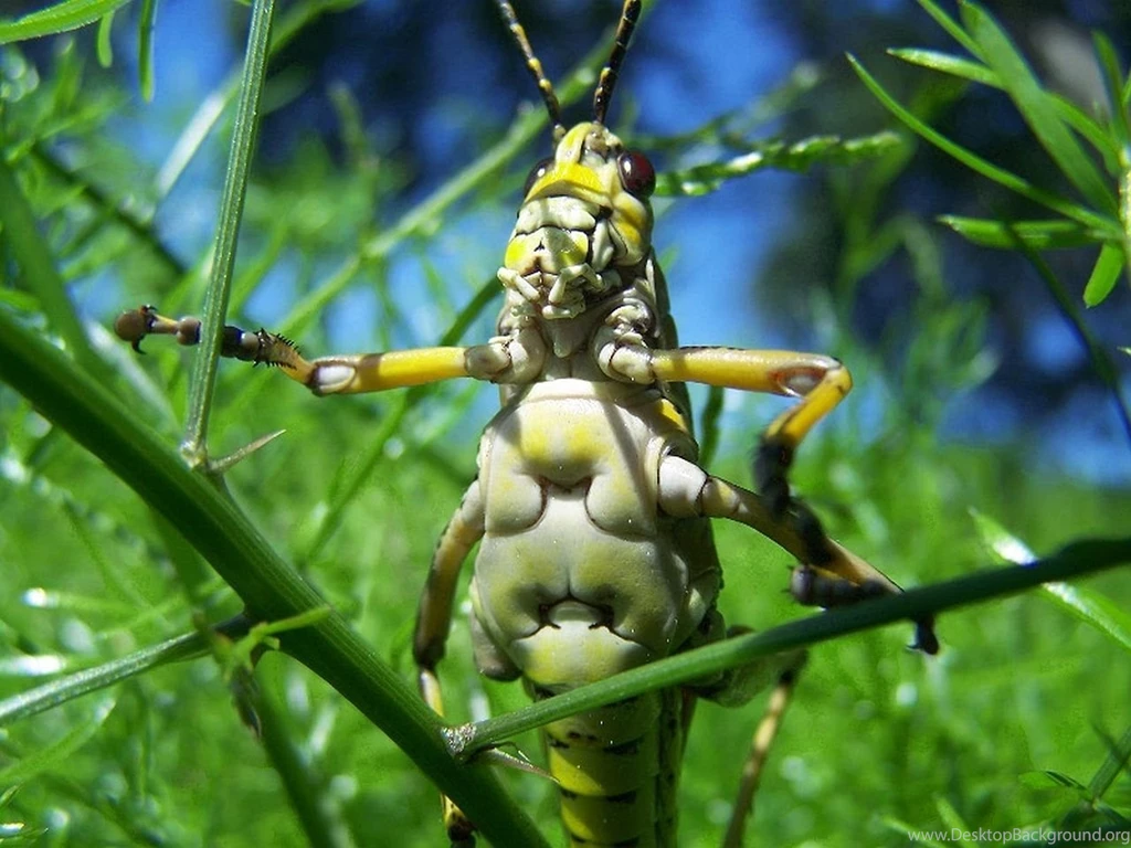 Insect Computer Wallpapers, Desktop Backgrounds