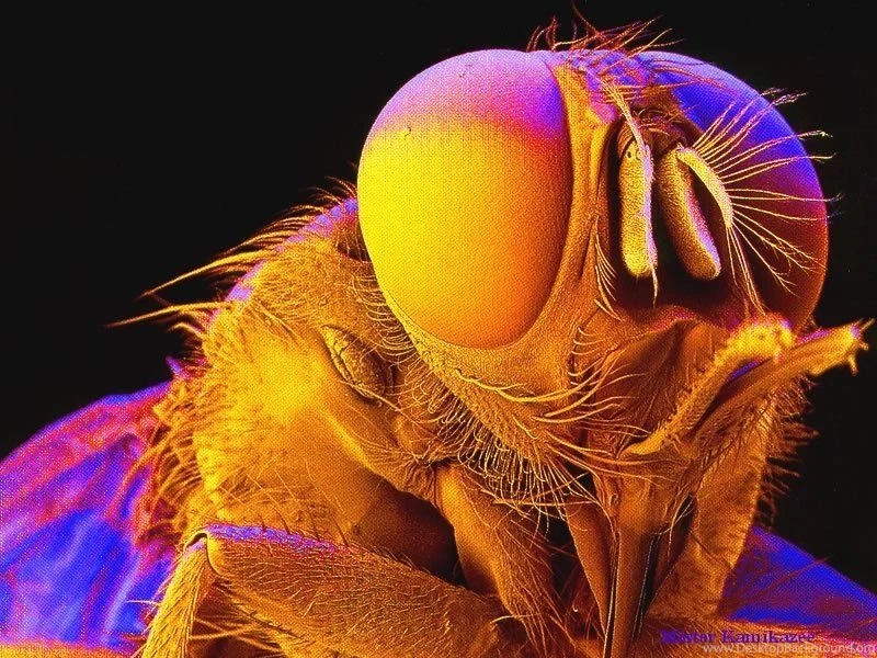 Insect Wallpapers. Images And Animals Insect Pictures (695)