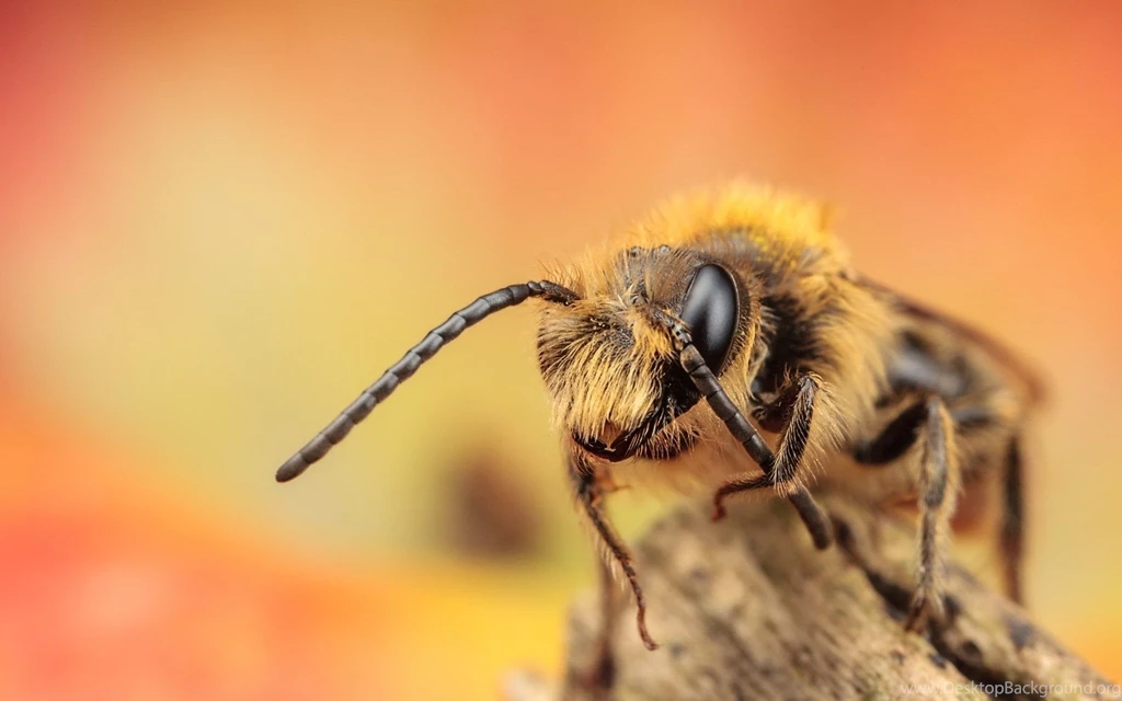 Insect Close Up Macro Insect Free Desktop Backgrounds Free ...