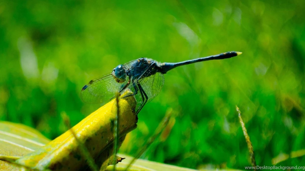 Dragonfly Insect Wallpapers Download