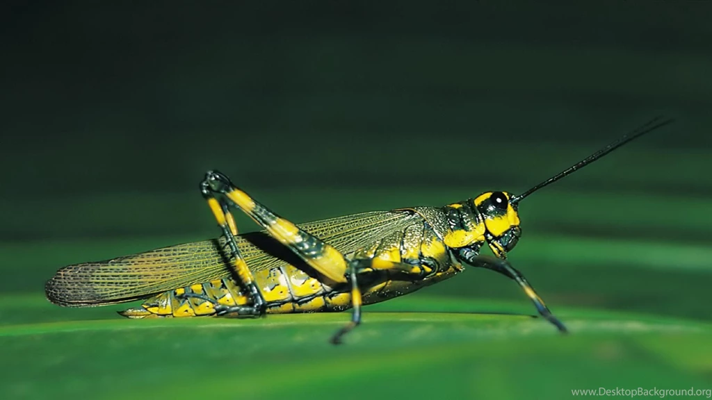 Insect Photography 1557510