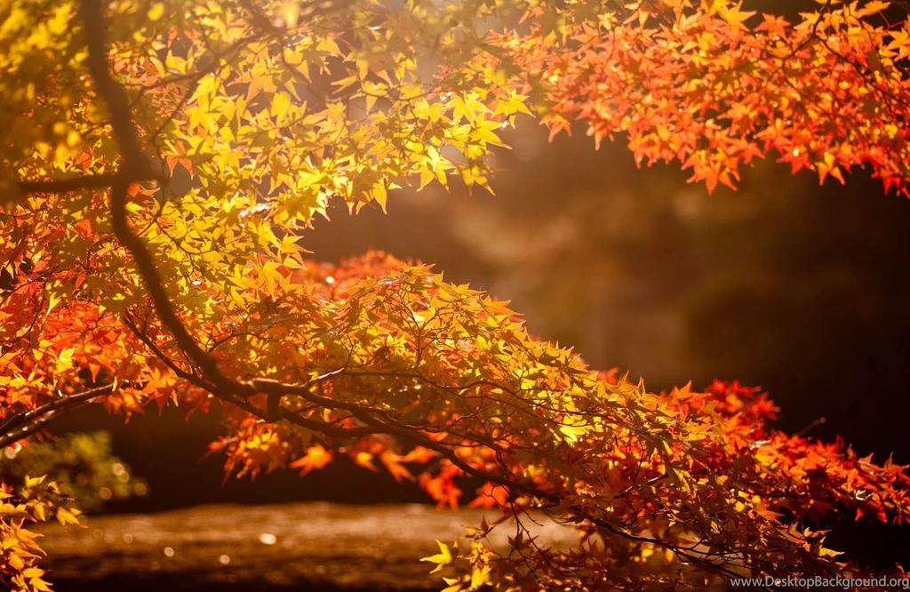 Warm Sunlight By NaoK Desktop Wallpapers