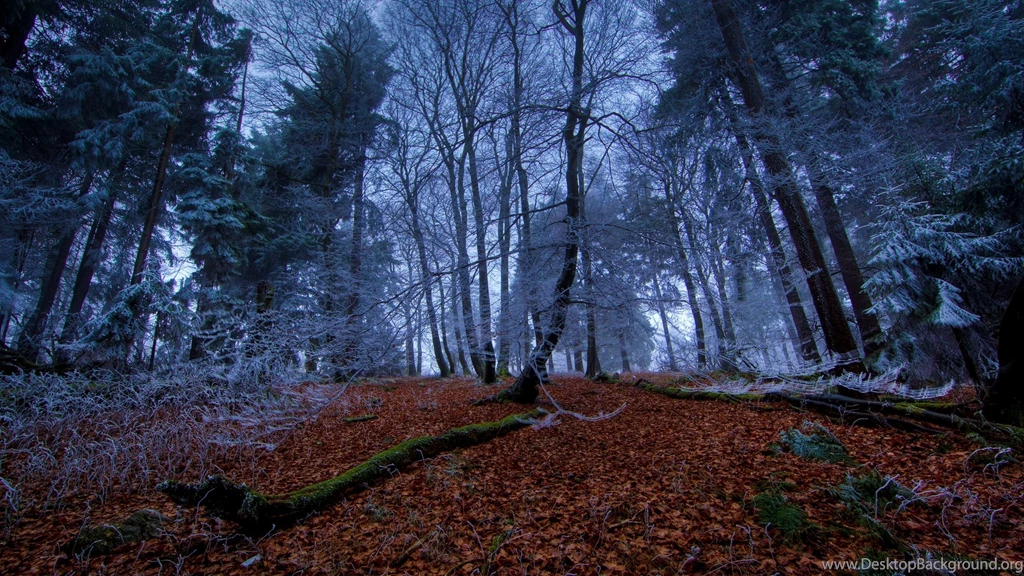 Forest, Tree, Night, 2560x1440 HD Wallpapers And FREE Stock Photo