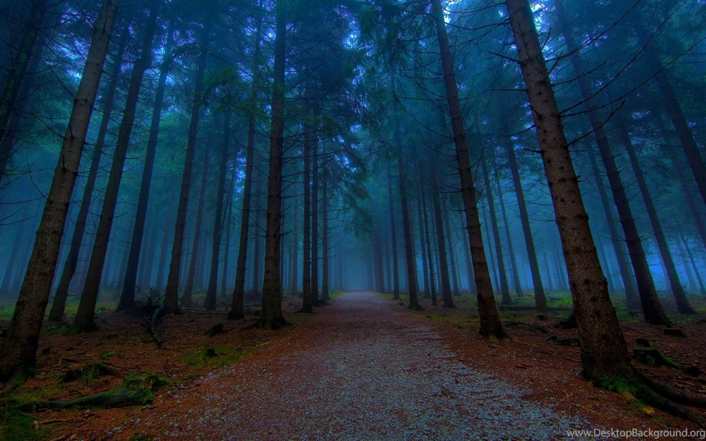 Forest Wallpaper Backgrounds