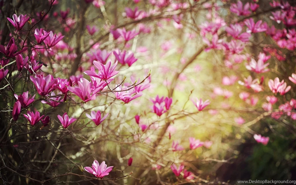 Lovely World Wallpaper: Free Wallpapers Nature Spring