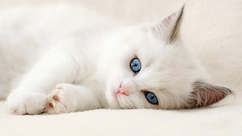 Cute White Cat Wallpapers