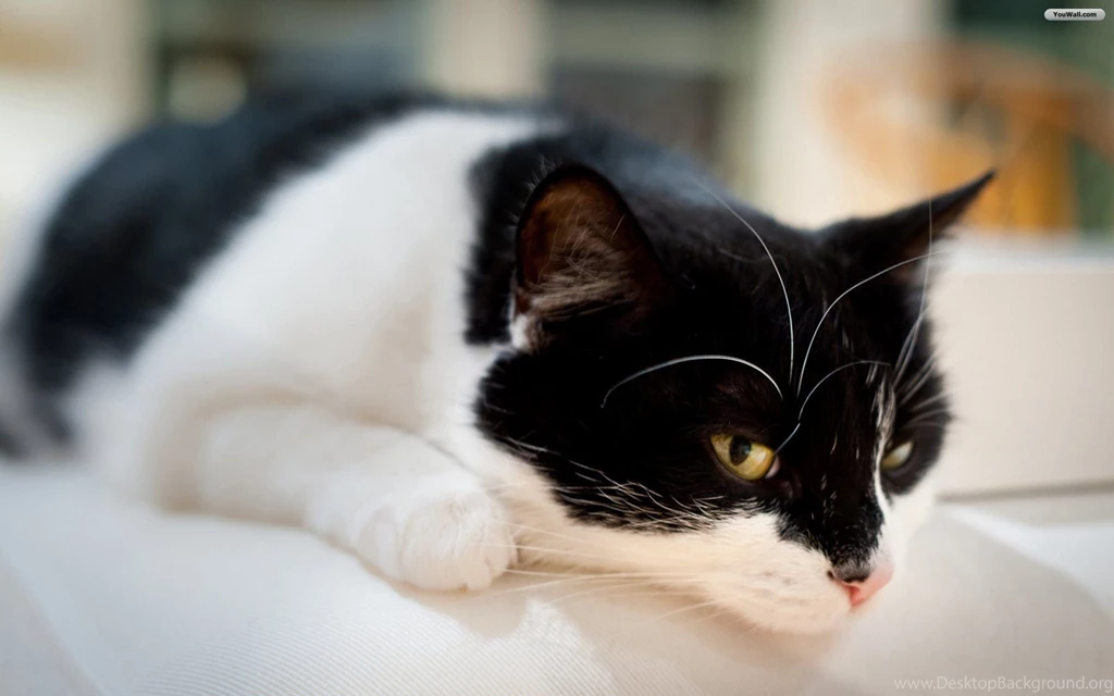 YouWall Black And White Cat Wallpapers Wallpaper,wallpapers ...