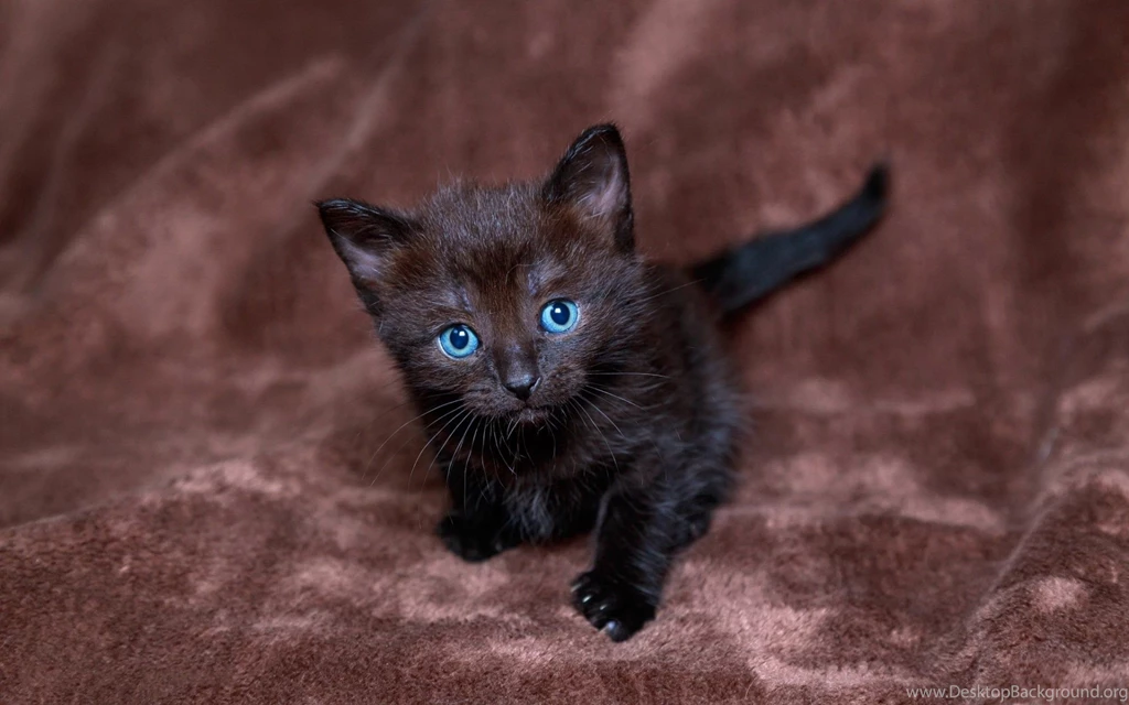 Kittens Kitten Cat Cats Baby Cute S Wallpapers