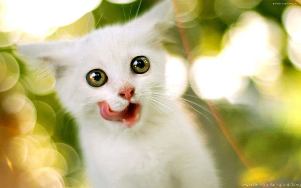 Download Cat Cute Pics White Free Wallpapers 1920x1200