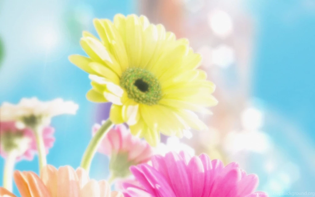 Daisy Wallpapers — Free Full HD Wallpaper. Widescreen HQ Desktop ...