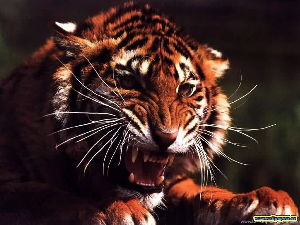 Tiger Wallpaper Hd Fullscreen