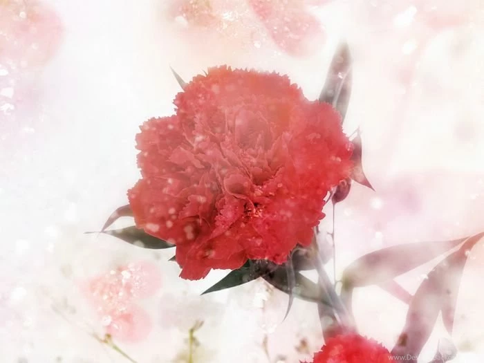 1600x1200 Carnation Wallpapers Mother's Day Carnation Flowers ...