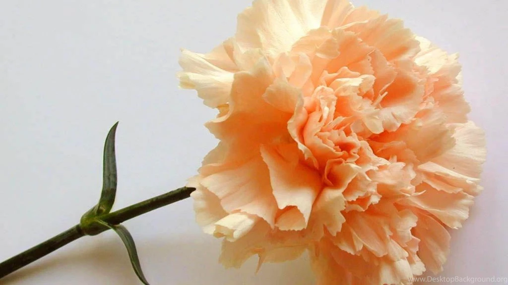 Carnation Wallpapers » WallDevil Best Free HD Desktop And Mobile ...