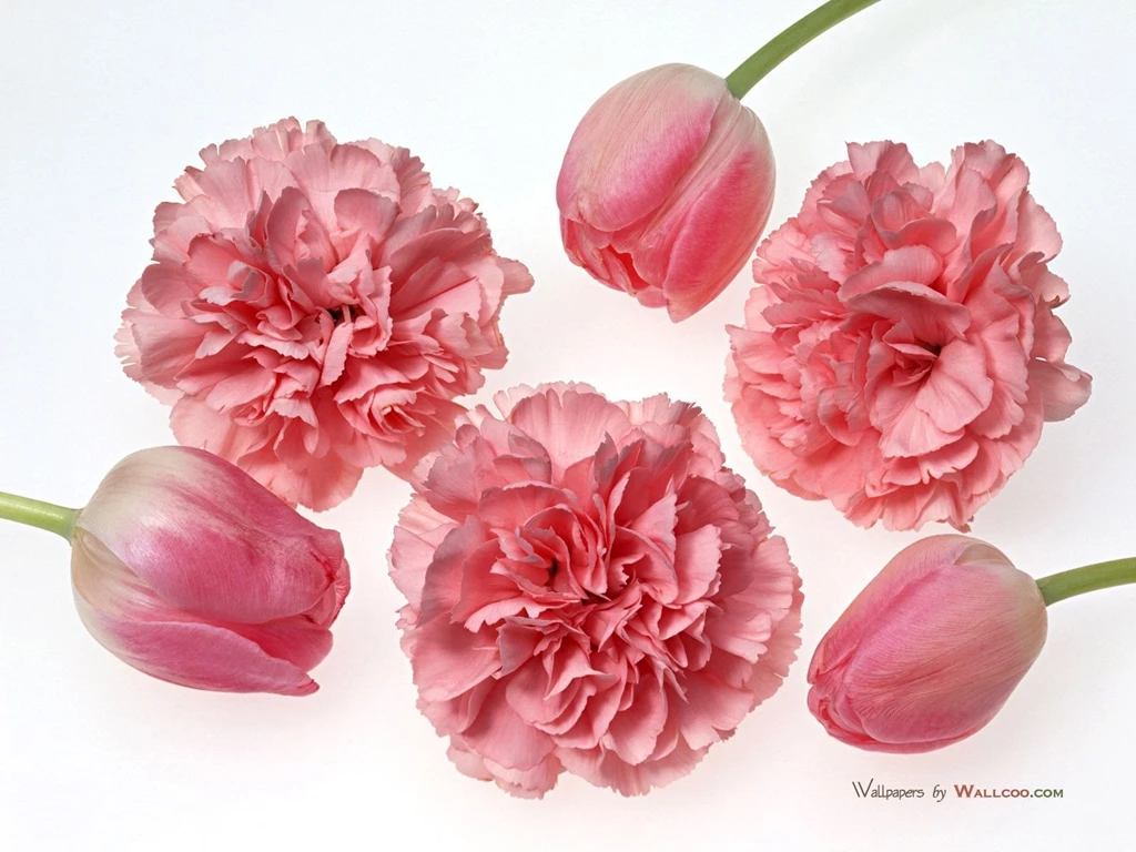 Carnation Computer Wallpapers, Desktop Backgrounds