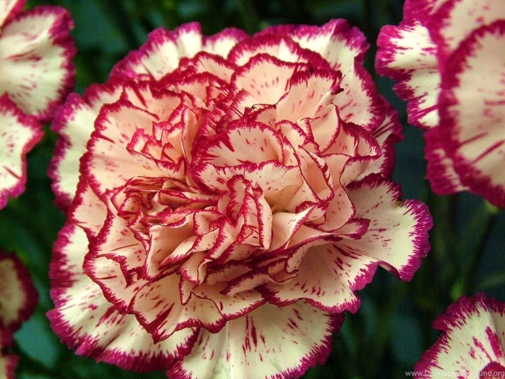 Carnations Flowers Carnations Wallpapers 9