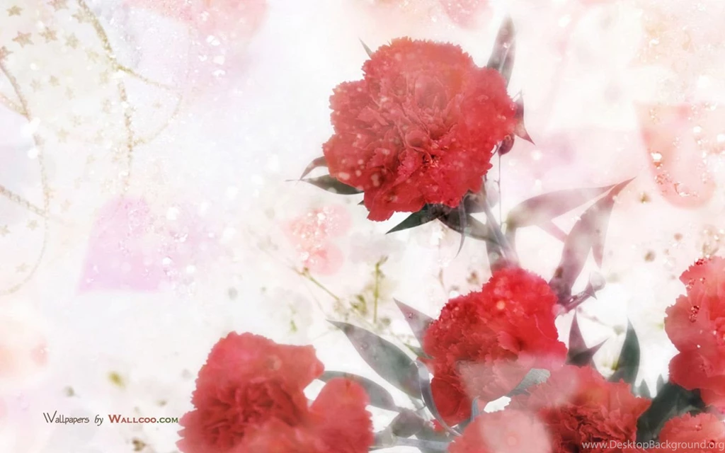 母亲节康乃馨鲜花图片1280x800 Wallpapers 37 Wallcoo.net