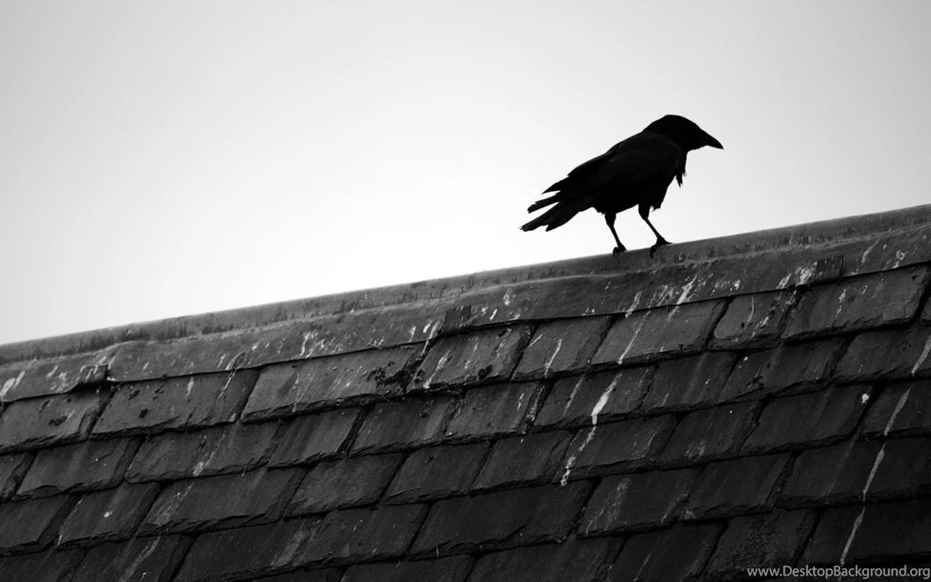 Raven HD Wallpapers