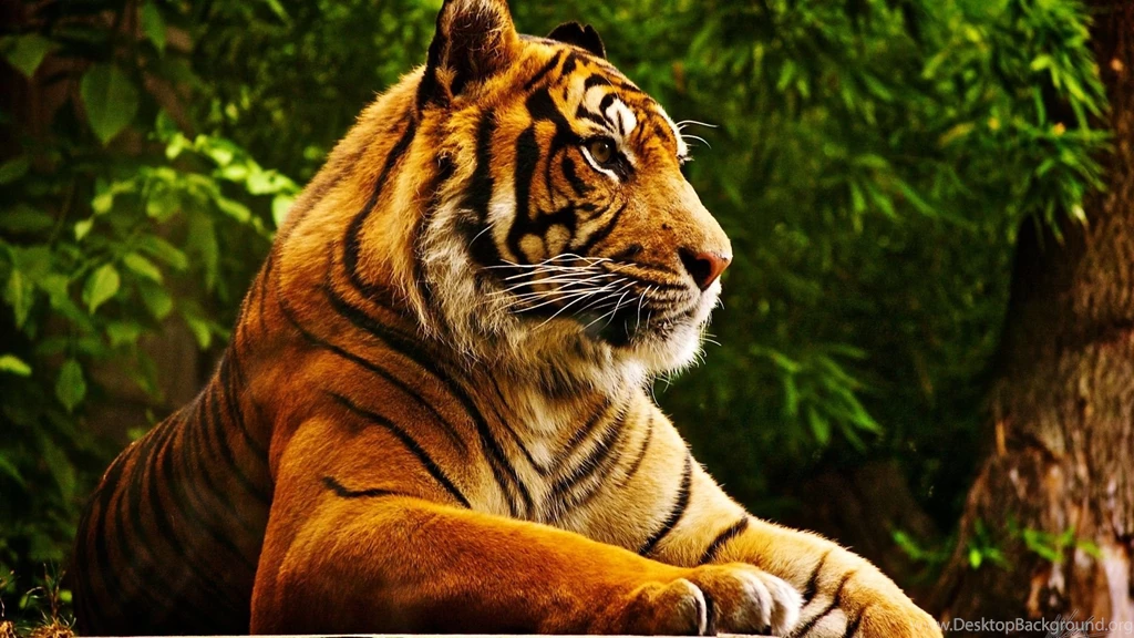 1920x1080 Tiger Desktop PC And Mac Wallpapers
