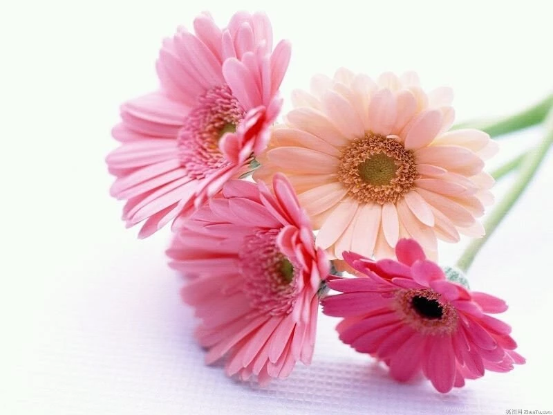 Flowers For Flower Lovers.: Beautiful Flowers Wallpapers.