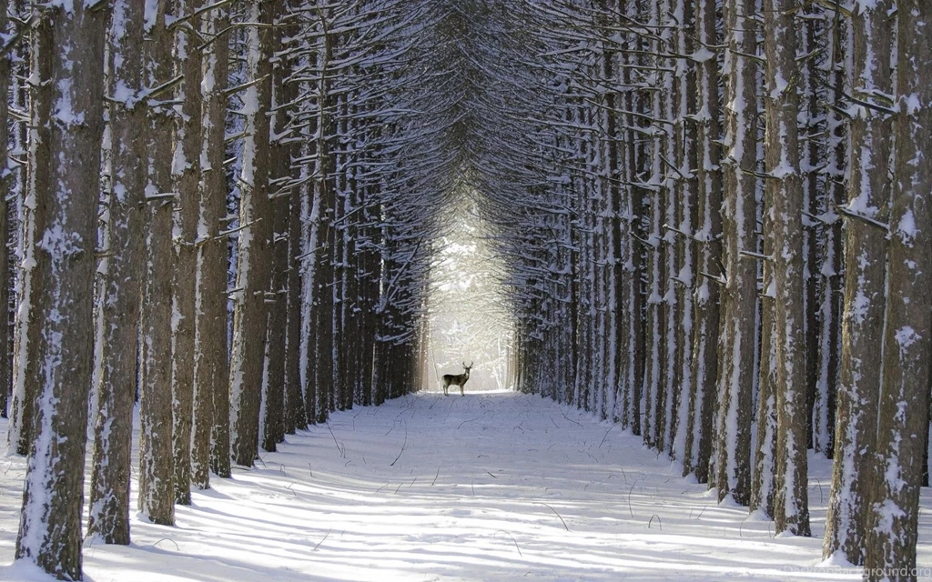 Winter: Deer Winter Spruce Alley Rows Trees Desktop Backgrounds ...