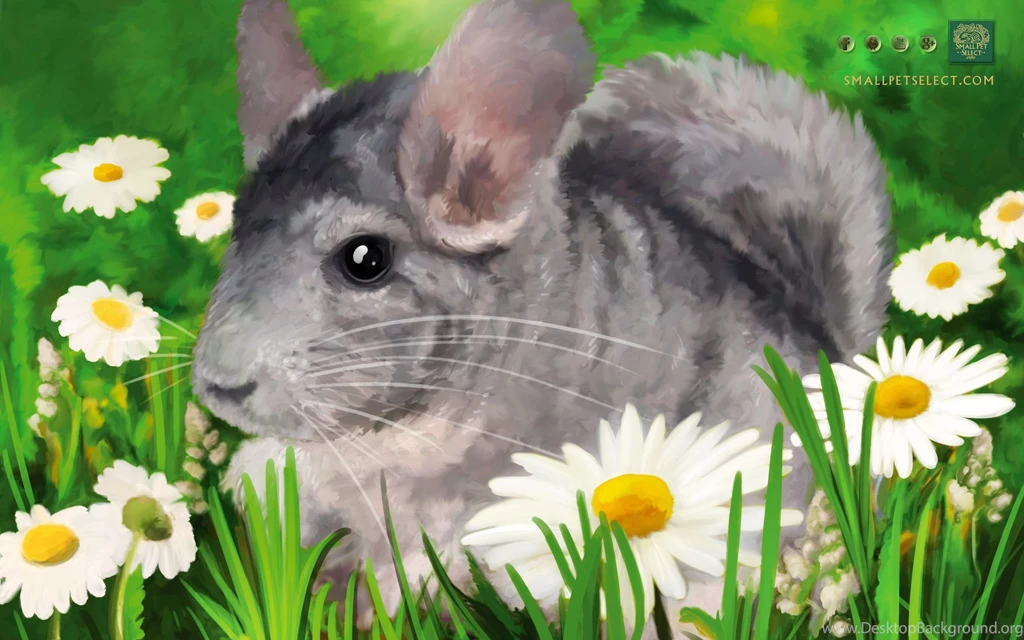 Chinchilla Wallpapers Screensaver PC, Mac, Ipad & Mobile Phone