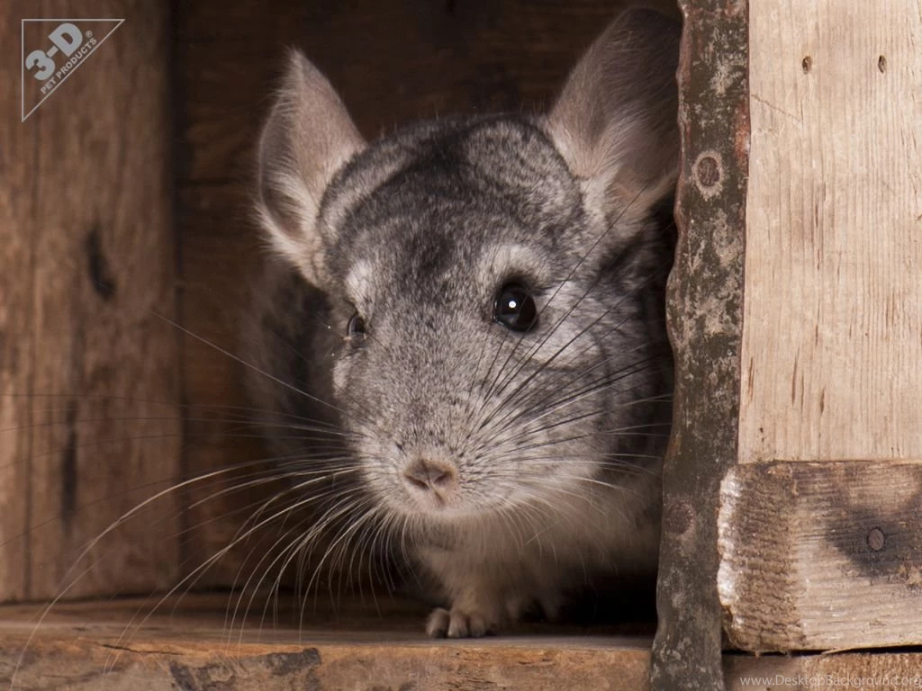Chinchilla 3D® Pet Products3D® Pet Products
