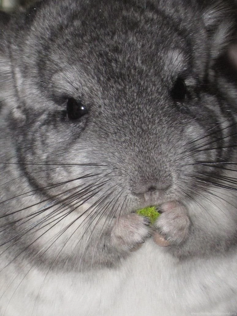 Sweet Baby Chinchilla By Dreamers Wings On DeviantArt