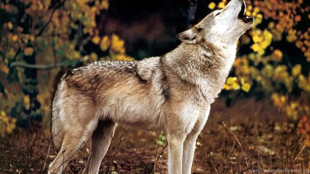 Howl Wolf Wild Nauture Animals HD Wallpapers Wallpapers (