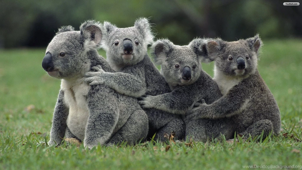 YouWall Koala Family Wallpapers Wallpaper,wallpapers,free ...