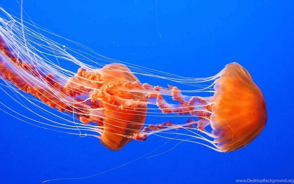 Orange Jellyfish Desktop Backgrounds HD 1920x1200